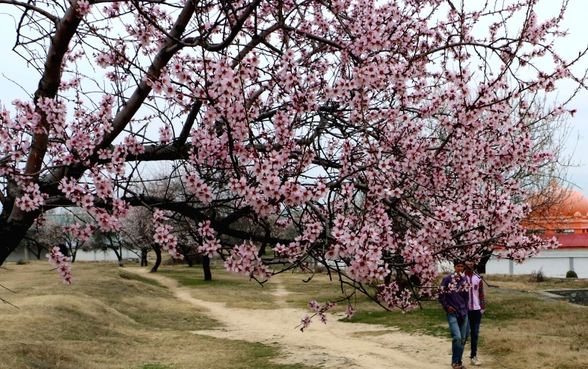 A blooming almond tree outside Bana Singh Parade Ground of the Jammu and Kashmir Light Infantry Regimental Centre Rangreth in Srinagar