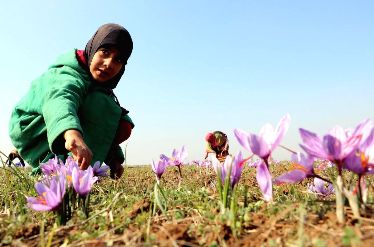 Pulwama: A girl plucks saffron flowers in Pampore of Jammuy and Kashmir's Pulwama district.