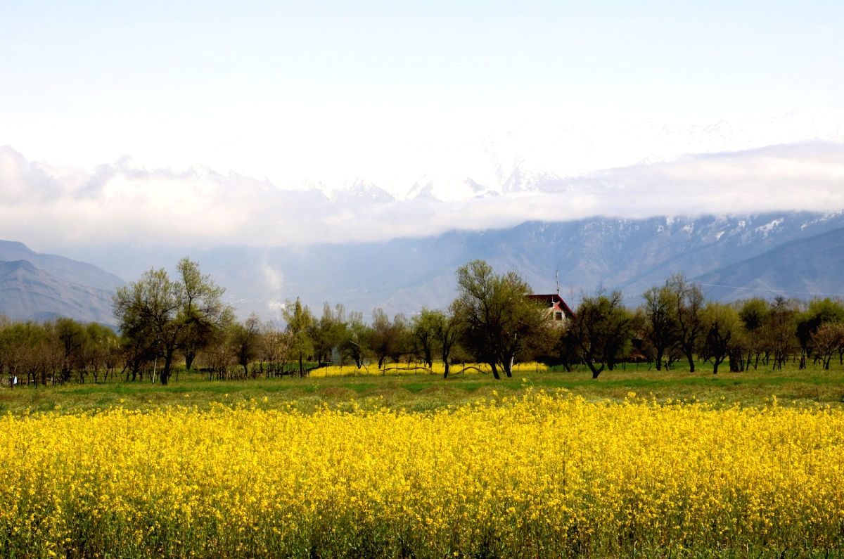 A serene view of Kashmir valley as seen from saffron fields in Pampore.