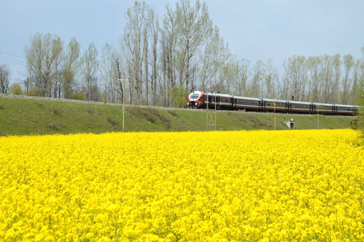 A train passes by blooming mustard fields in Anantnag of Jammu and Kashmir.