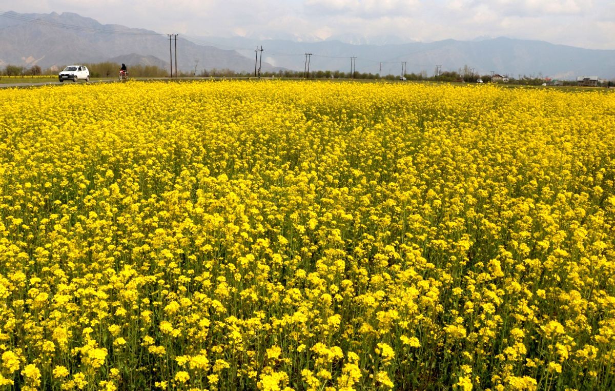 A view of blooming mustard fields in Pampore of Jammu and Kashmir.