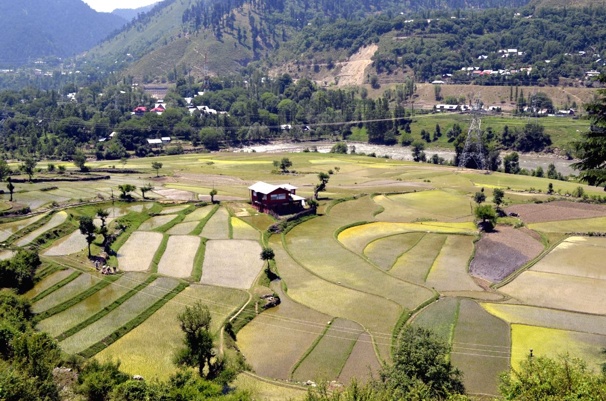 A view of paddy fields in Boniyar of Jammu and Kashmir's Baramulla district.