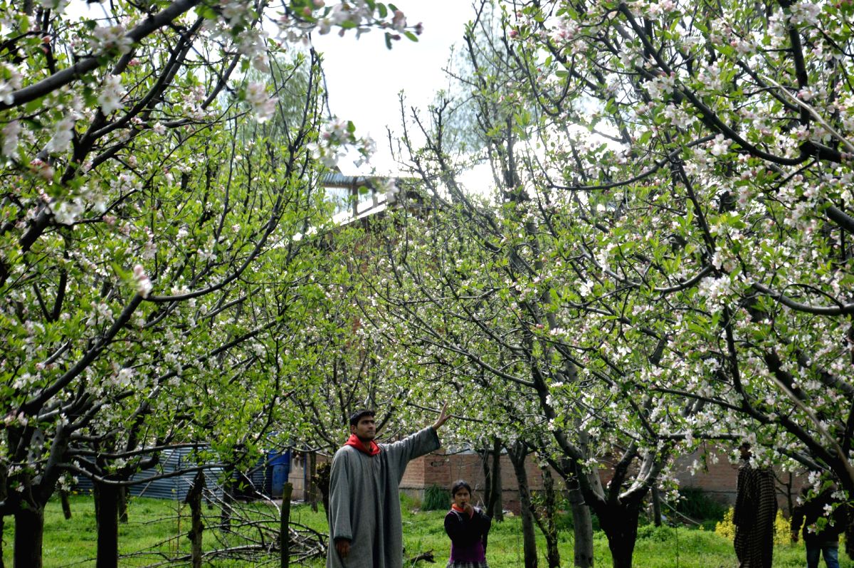 The Apple Orchards of Kashmir