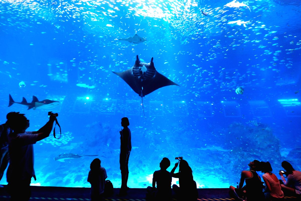World Largest Aquarium: Sentosa's S.E.A  Aquarium