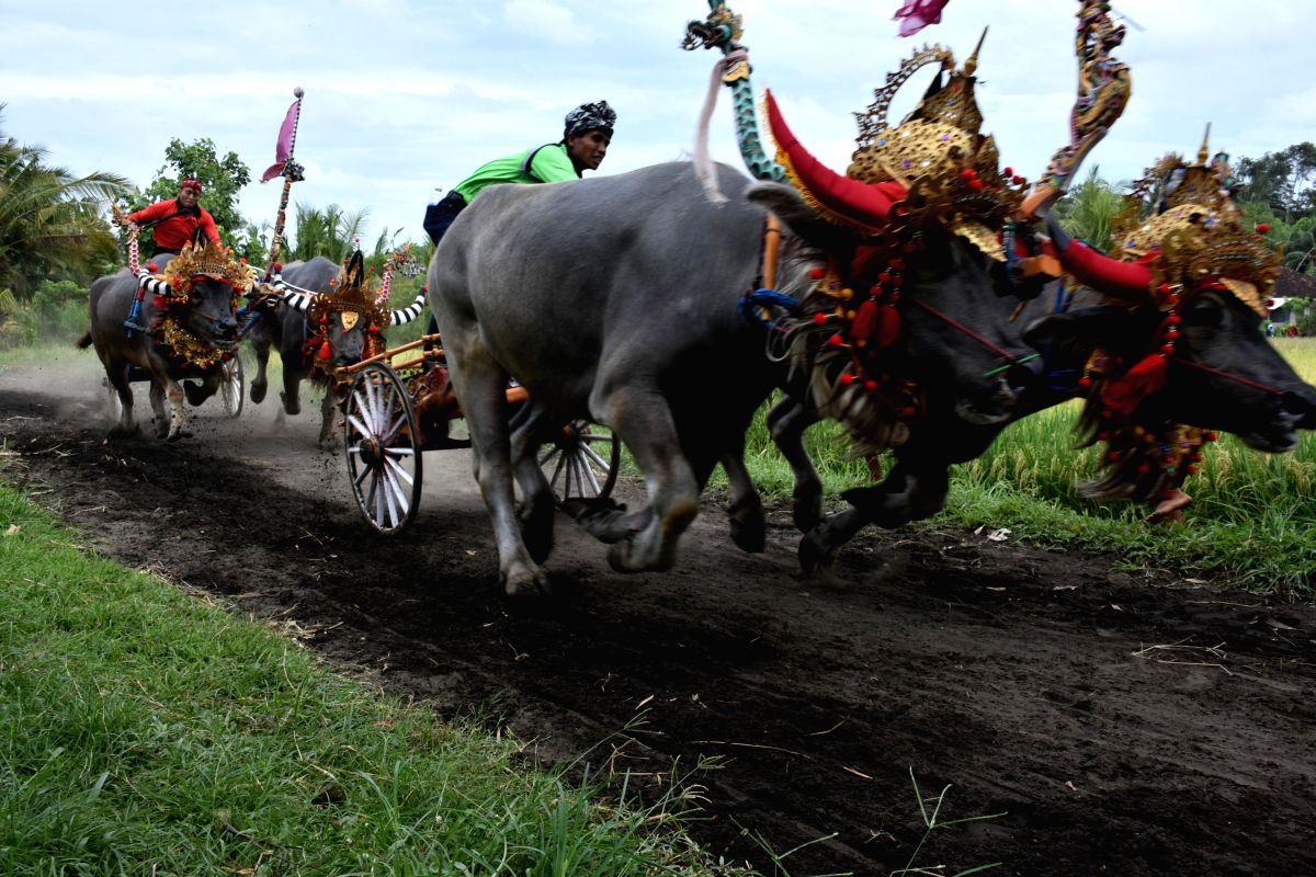Jockeys spur buffalos during the Makepung buffalo races at Jembrana in Bali, Indonesia.