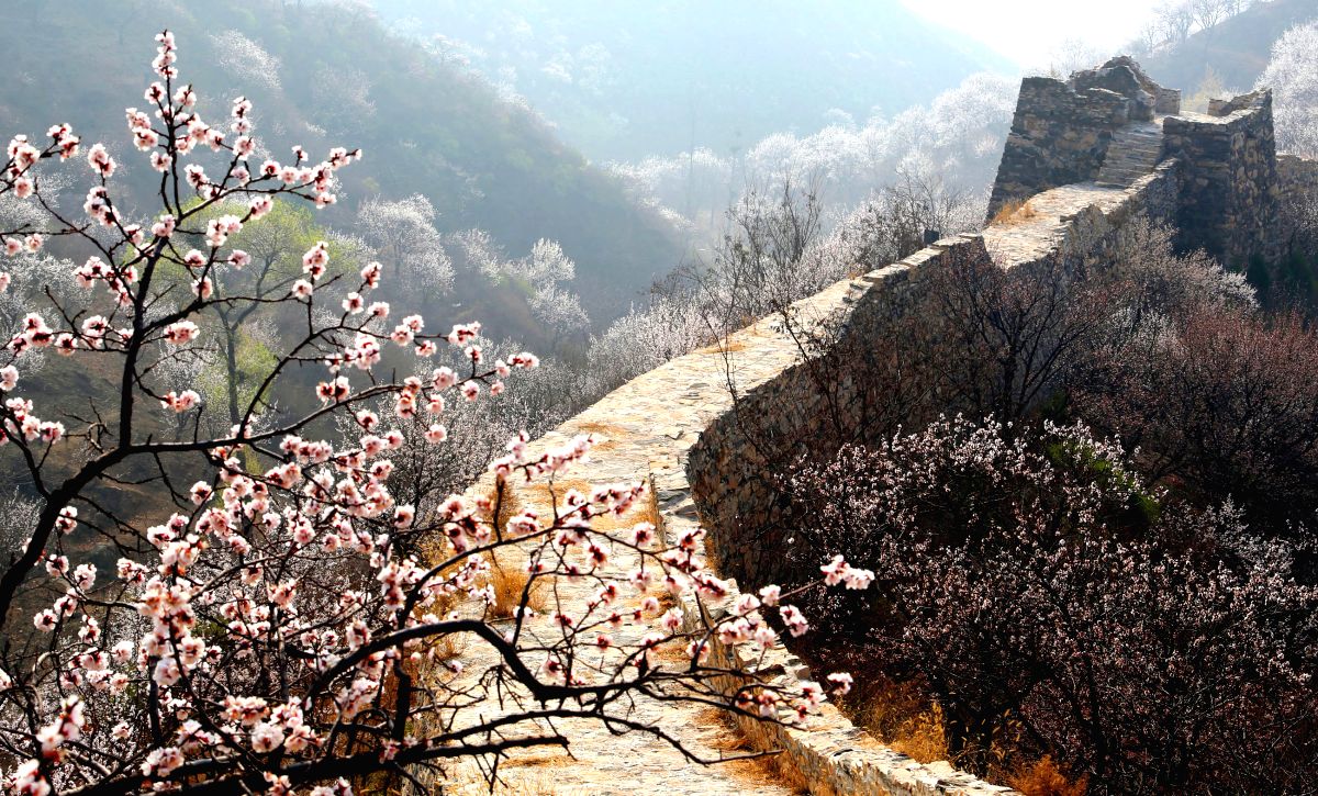 The Great Wall amid flowers in the suburban district of Huairou in Beijing.
