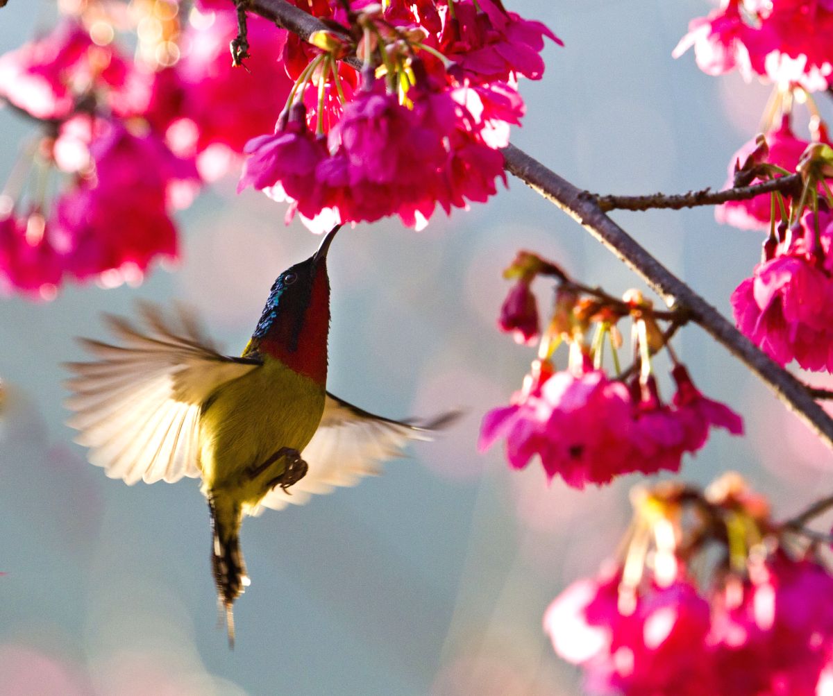 A bird flies among blooming cherry flowers