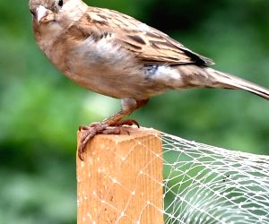 Mumbai :a Sparrow Seen Sitting On A Wooden Stick