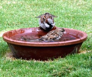 Mumbai :sparrows Seen Relaxing On A Bowl Of Water