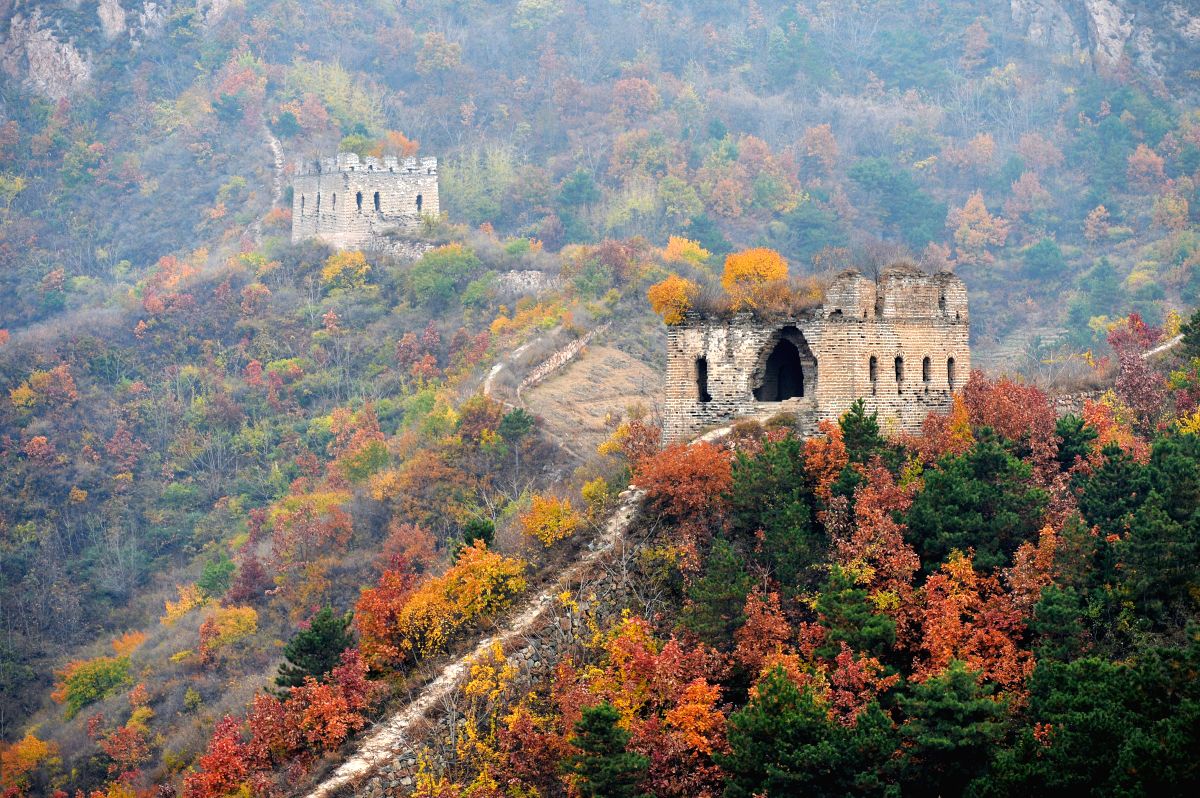Trees covering and surrounding the Yumuling Great Wall in autumn color in Qianxi County, north China's Hebei Province.