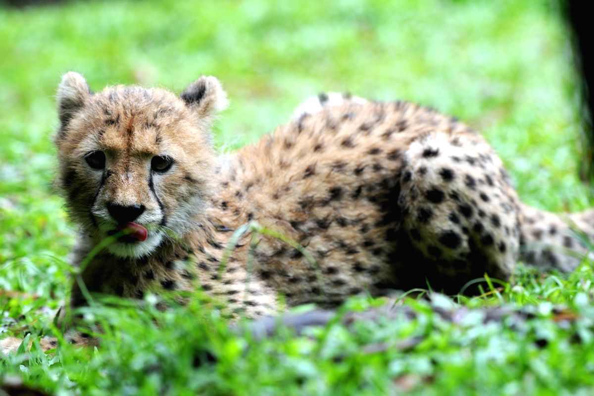 Cheetah cub named &quot;Deka&quot; 