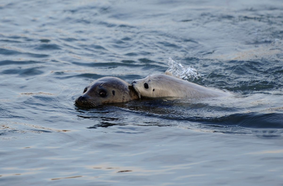 Seal Cub