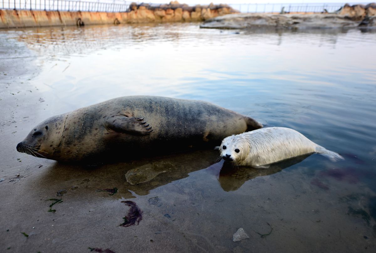 Seal Cub with her mother.